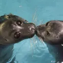 Seal lovrs 🦭