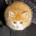 kitty cove