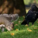 Squirrel & Crow Co. Modpacks
