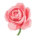 Rose Garden