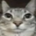 Cat Club Discord server icon