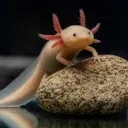 United society of axolotls