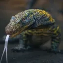 Big lizard house