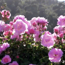 S͙e͙c͙r͙e͙t͙ p͙͙͙i͙͙͙n͙͙͙k͙͙ f͙͙͙lower garden