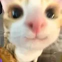 corgi's server