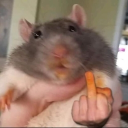 Rat lair🧀 Discord server icon