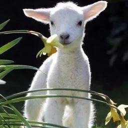 Барбарашки — мониторинг Discord сервера, статистика и рейтинг