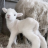 Little Lambs