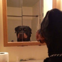 the DAWGS icon
