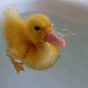 ₊˚ପ⊹ lil ducky pond ! Discord Server