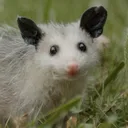 Meep