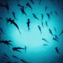 Sharko’s Aquarium ଳ Shop