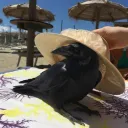 Corvus's Nest
