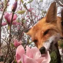 Berry Foxes