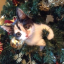 Just A Bit Chaotic ☃ Discord server icon