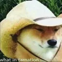 What In Tarnation?