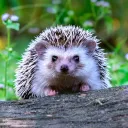 UoR Hedgehog Society