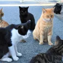 猫の学校