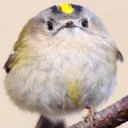 birb