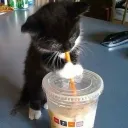 Autistic Ridden Cat Cafe