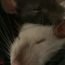 Ratatouille