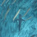 underwater 🎐🫧's icon