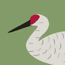 Nebraska Birding
