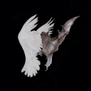 1907   ♱ 𝒩𝔢𝔴 𝒪𝔯𝔩𝔢𝔞𝔫𝔰   ₍₁₉₊₎ Discord server icon