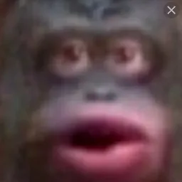 🐵monkey in a cage🐵 — мониторинг Discord сервера, статистика и рейтинг
