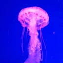 CORAL REEF ࿐ ࿔*:･ﾟ