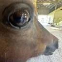kiki's hors cult