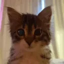 Kitty Nation