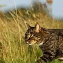 Warrior Cats: SunHigh Frontiers