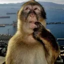 Monkey stocks