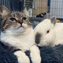 the way of the :3 Discord server icon