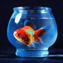 the fishbowl