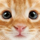 ⚘  lunarity ﹒anime ⊹ vc ⊹ social Discord server icon