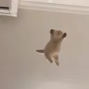 слон