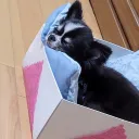めあこのお部屋
