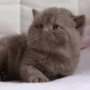 ฅᨐฅ /maow ㆍㆍ 🐱