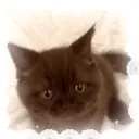 ฅᨐฅ /maow ㆍㆍ 🐱