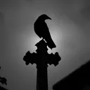 CORVI NERI | WISE FA