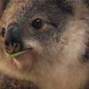 [AU/NZ] The Drop Bear Isle