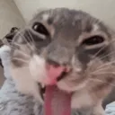 𝕀ℕ𝕊𝔸ℕ𝕀𝕋𝕐