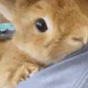 ‧₊˚✧Bunny Academia✧˚₊‧ Discord server icon