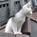 Milo’s Mini Meet Up