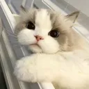 ౨ৎ kitty collabs ‧ ₊ ˚