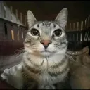 ratatouille