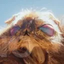 Mothra fanclub