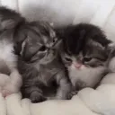 ⁀➷ kitty lounge